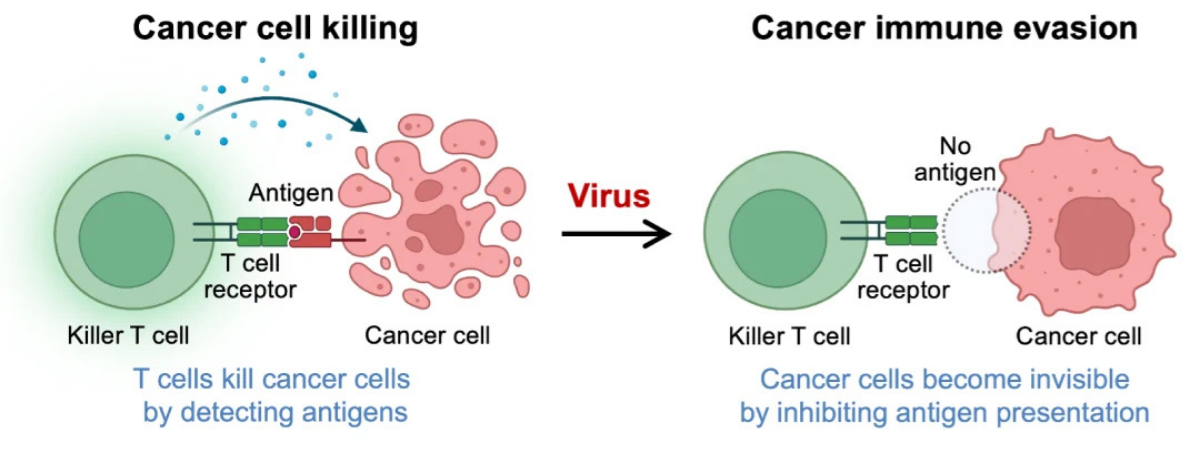 nih ghk-cu cancer Expression and Purification of Recombinant GHK Tripeptides Are Able to Protect against Acute Cardiotoxicity from Exposure to Waterborne-Copper in Zebrafish Neuropeptide GHK-Cu: The Copper Peptide
