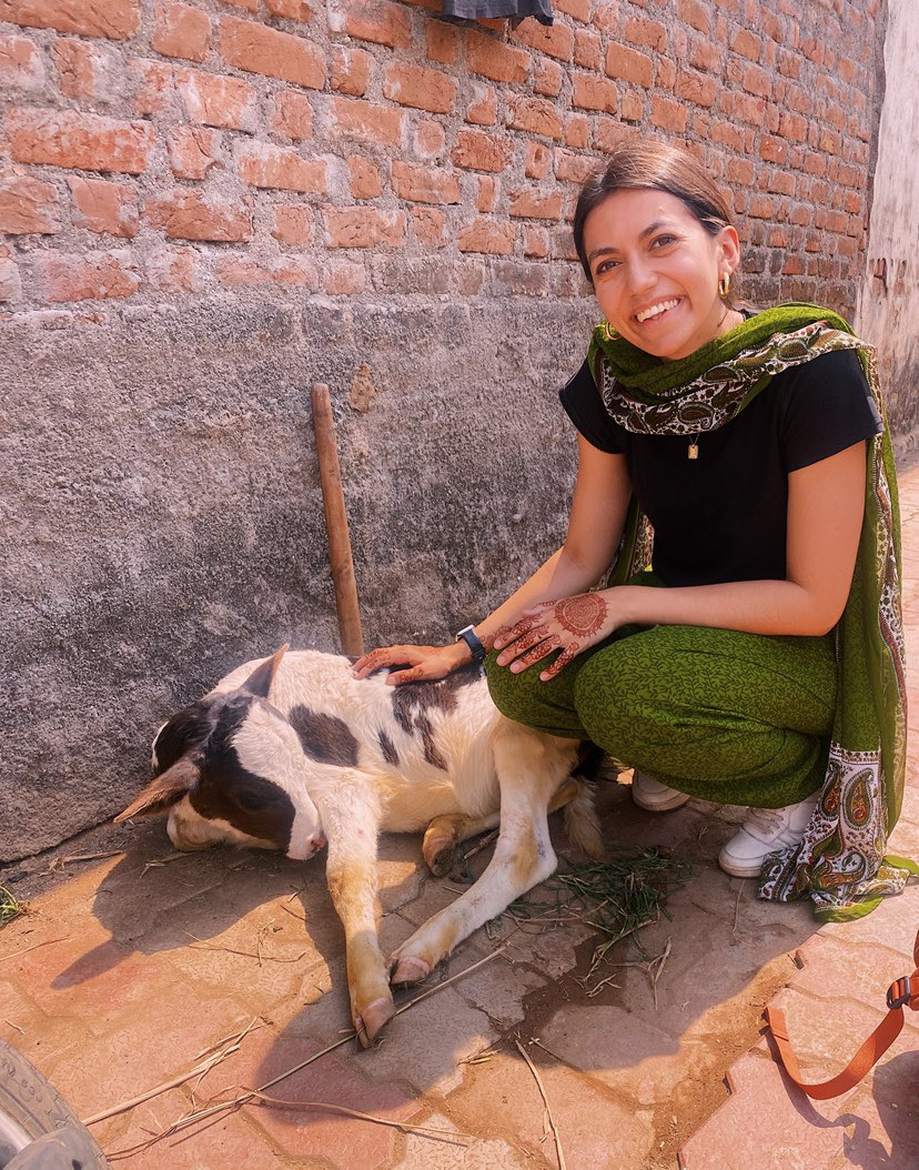 A woman crouches beside a black and white calf on a brick walkway, with sunlight casting shadows around them.