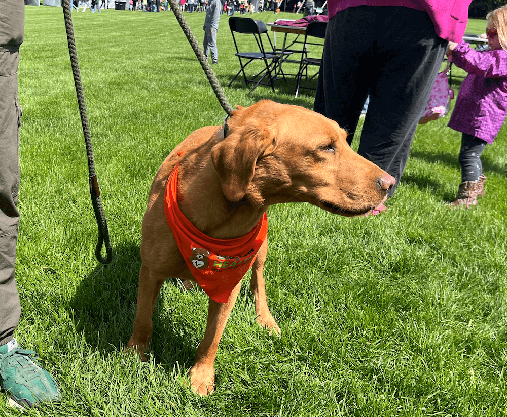 Zeke the Wonderdog, owned by Jim and Terri Foley, demonstrated his agility at the Teddy Bear Health Fair.